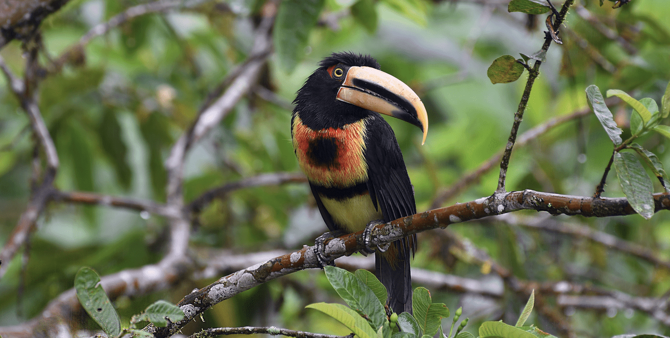 Restoring Andean Watershed